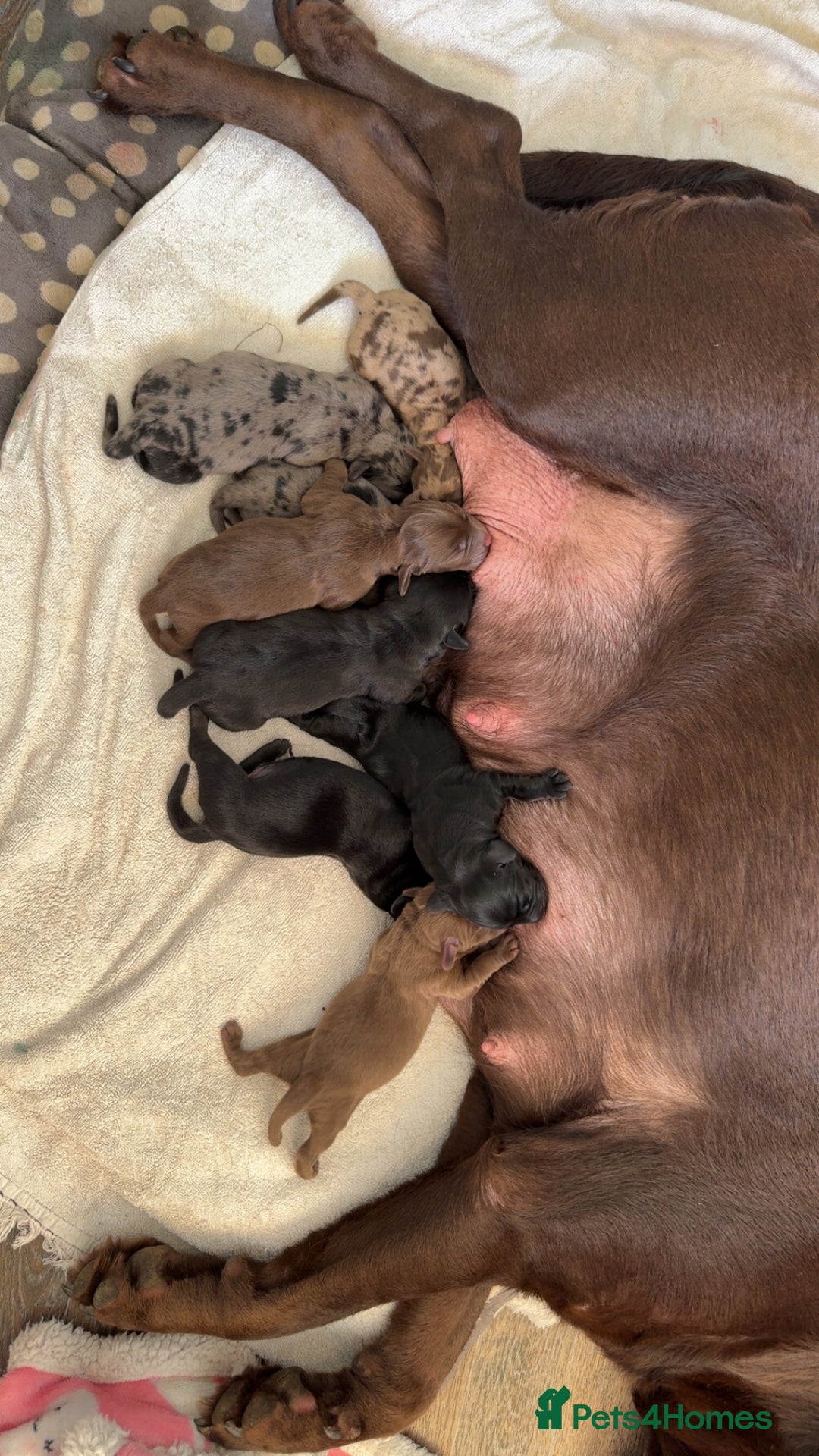 Mixed Breed dogs for sale: Dachshador puppies  - Image 12