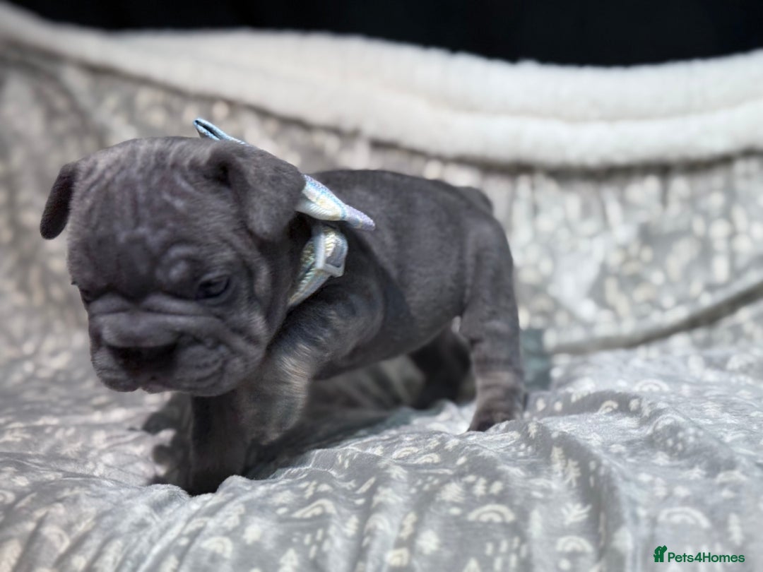 French Bulldog dogs for sale: French bulldog puppies for sale! - Advert 15