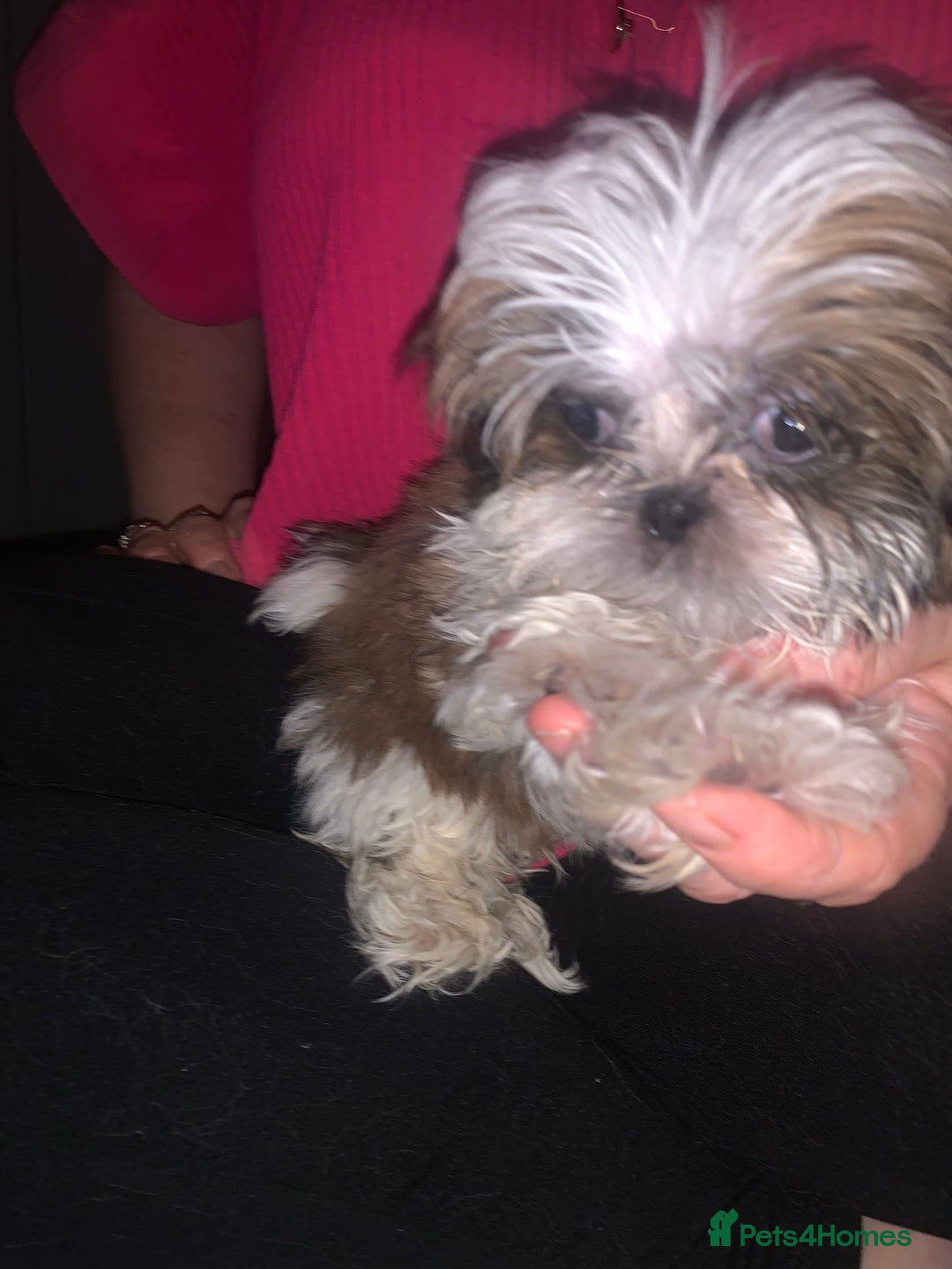 Shih Tzu dogs for sale: Shih Tzu puppies 1 BOY LEFT fully vaccinated  - Image 21