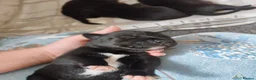Mixed Breed dogs for sale: Gorgeous border collie cross goldador puppies  in Chippenham - Advert 38