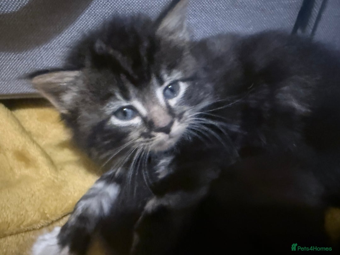 British Longhair cats for sale: Polydactyl long fur kittens  - Image 1