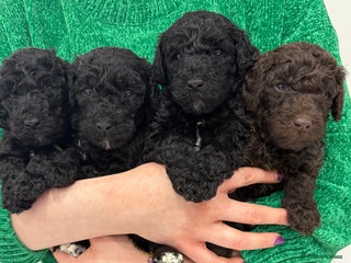 Standard Poodle dogs 4 GORGEOUS boys available KC registered S. Poodle - Advert 14