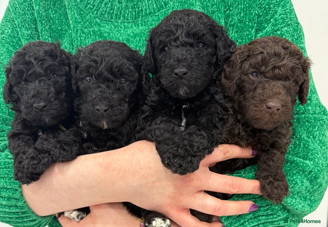 Standard Poodle dogs 4 GORGEOUS boys available KC registered S. Poodle - Advert 1