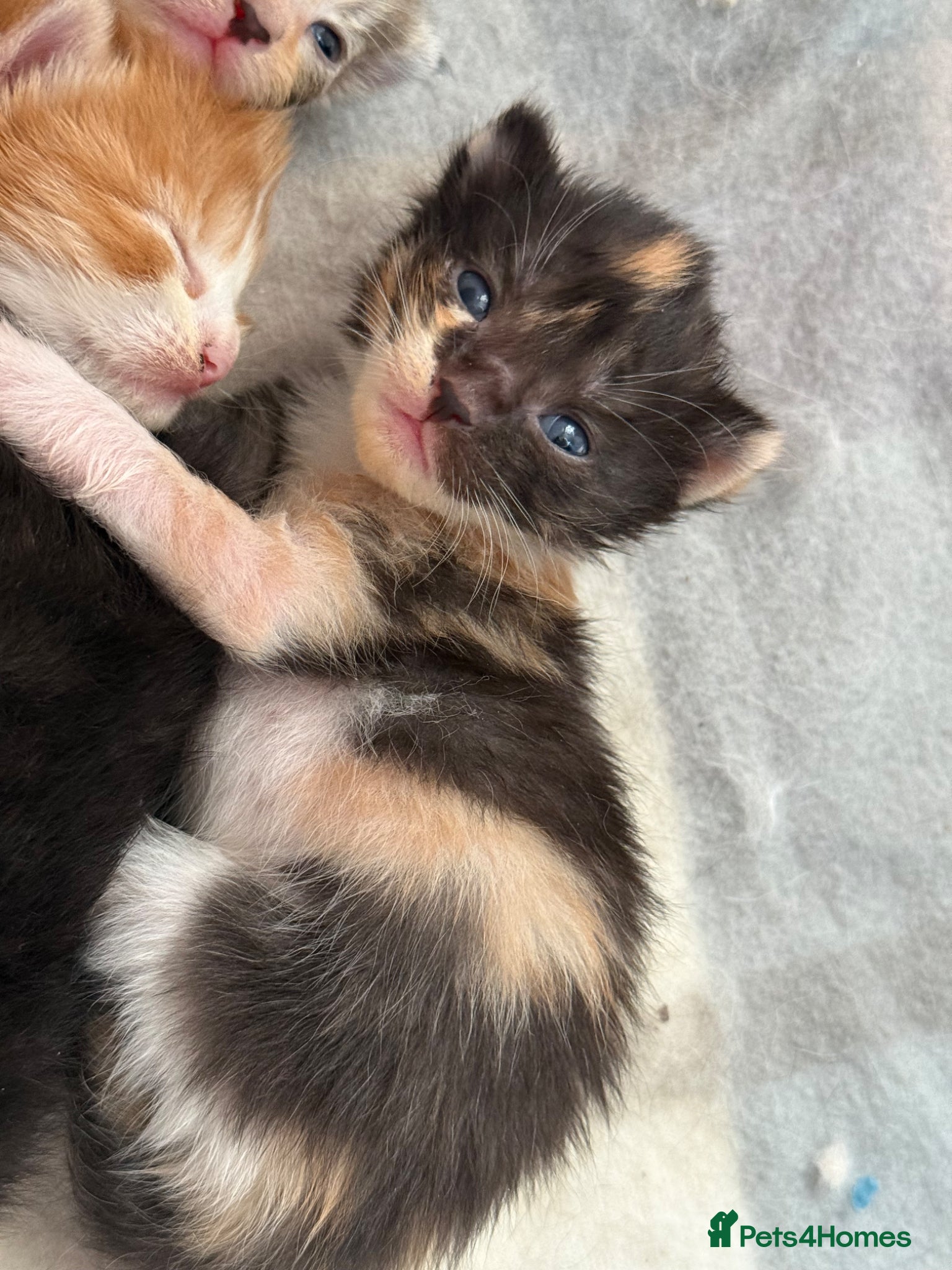 Mixed Breed cats 1 gorgeous kittens left - Advert 19