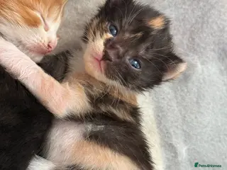 Mixed Breed cats 1 gorgeous kittens left - Advert 1