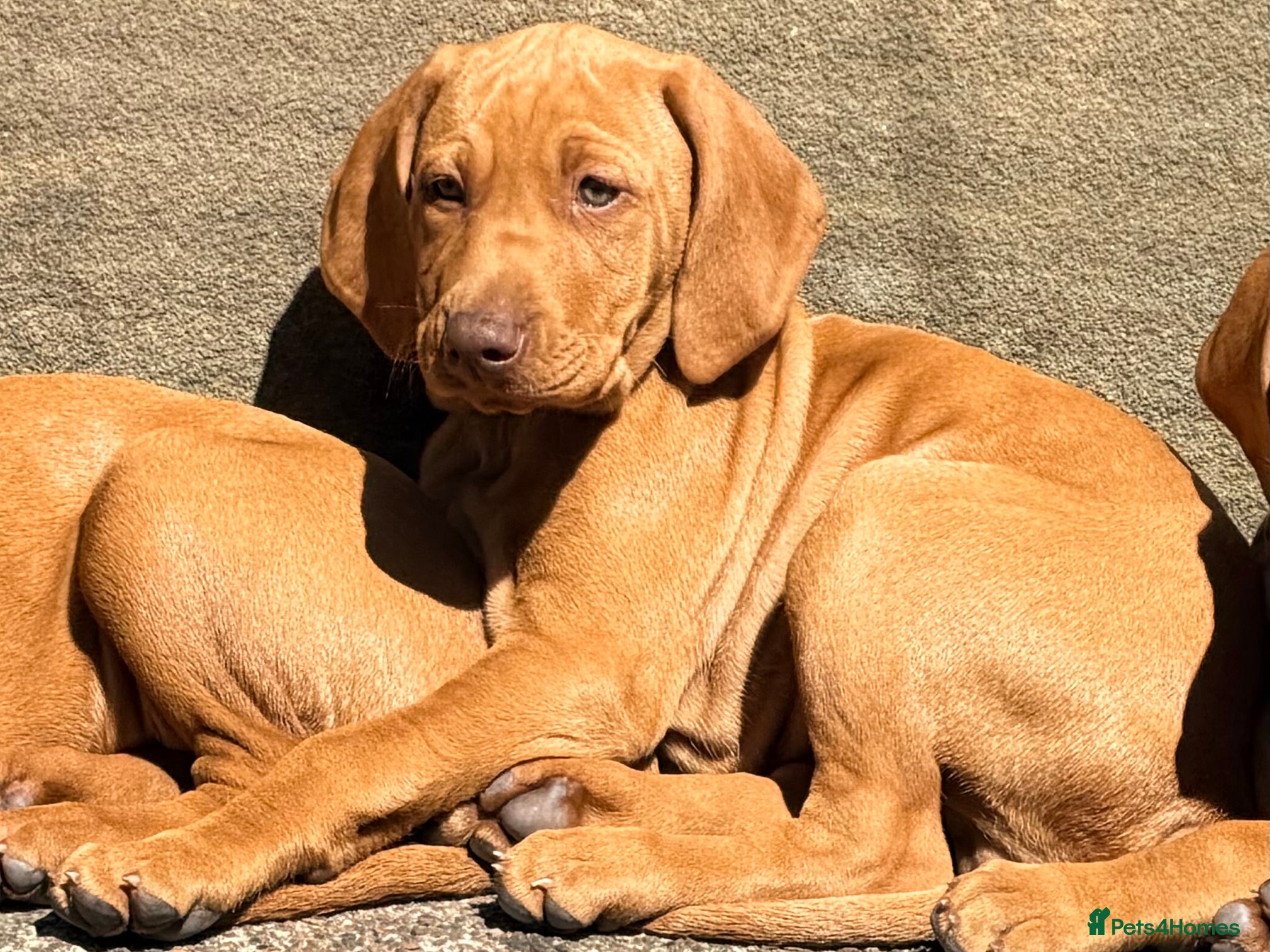 Hungarian Vizsla dogs QUICK - ONE BOY LEFT!! KC Reg. Vizsla Puppy - Advert 2
