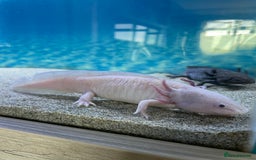 Other/Mixed Breed fish for sale: X2 Axolotls  - Image 3