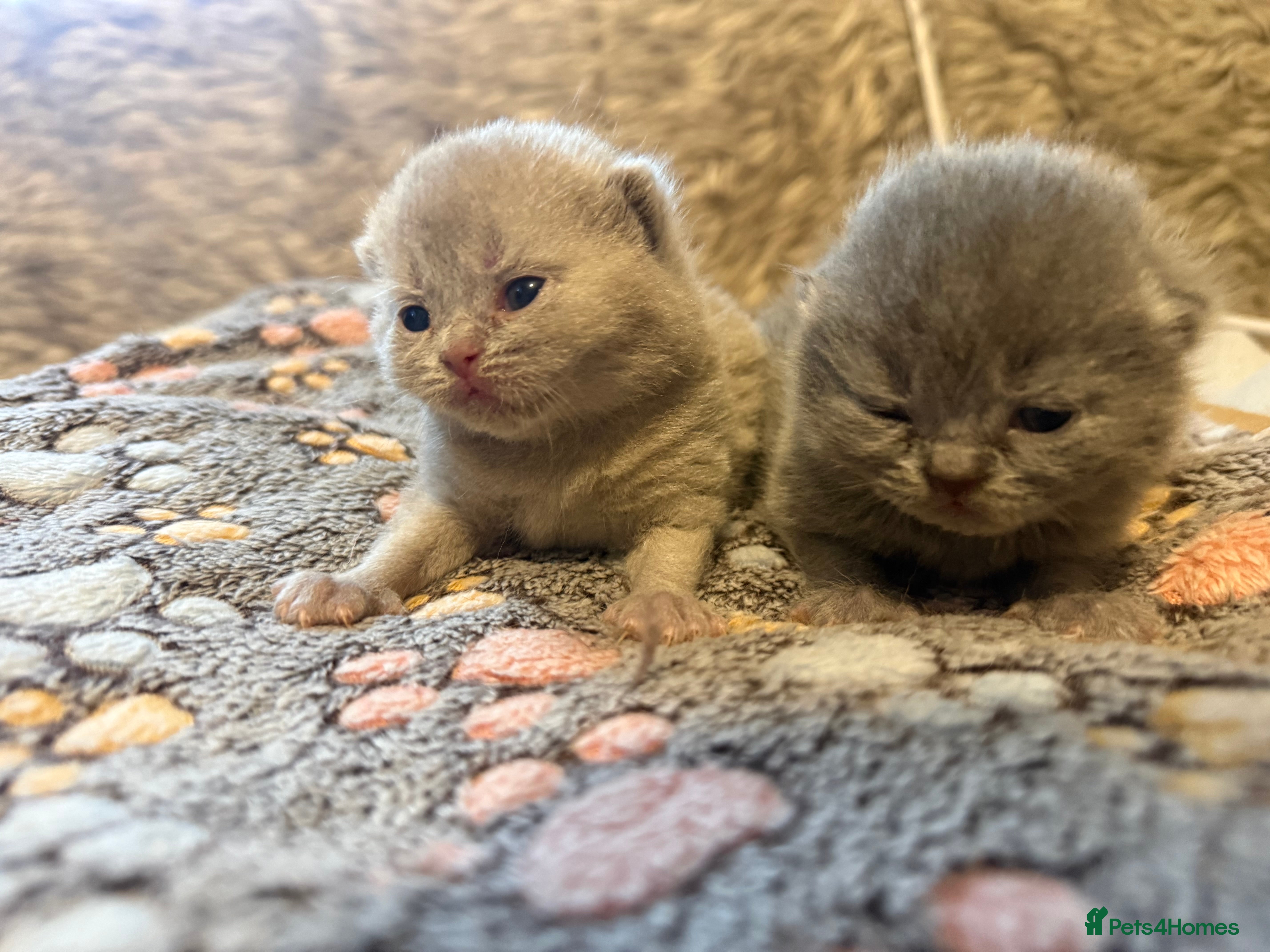 British Shorthair cats Supreme Champion Line British Shorthair Kittens - Advert 2