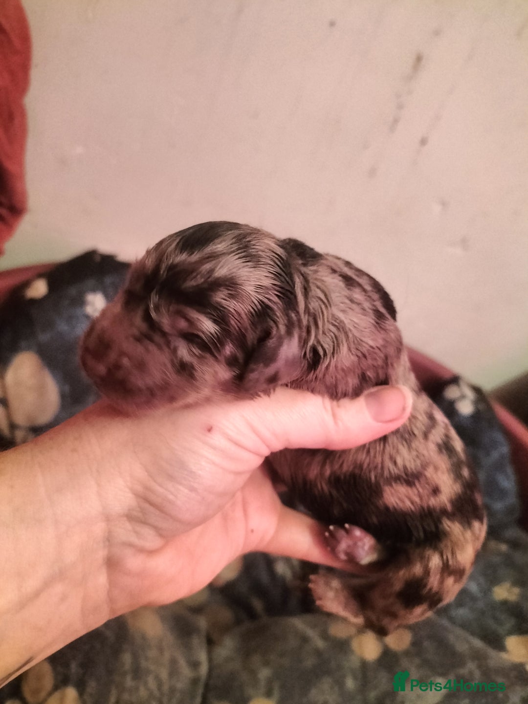 Labradoodle dogs for sale: Beautiful labradoodle puppies for sale  - Advert 12