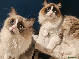 Ragdoll cats 2 cute male ragdolls looking for a lovely new home - Advert 5