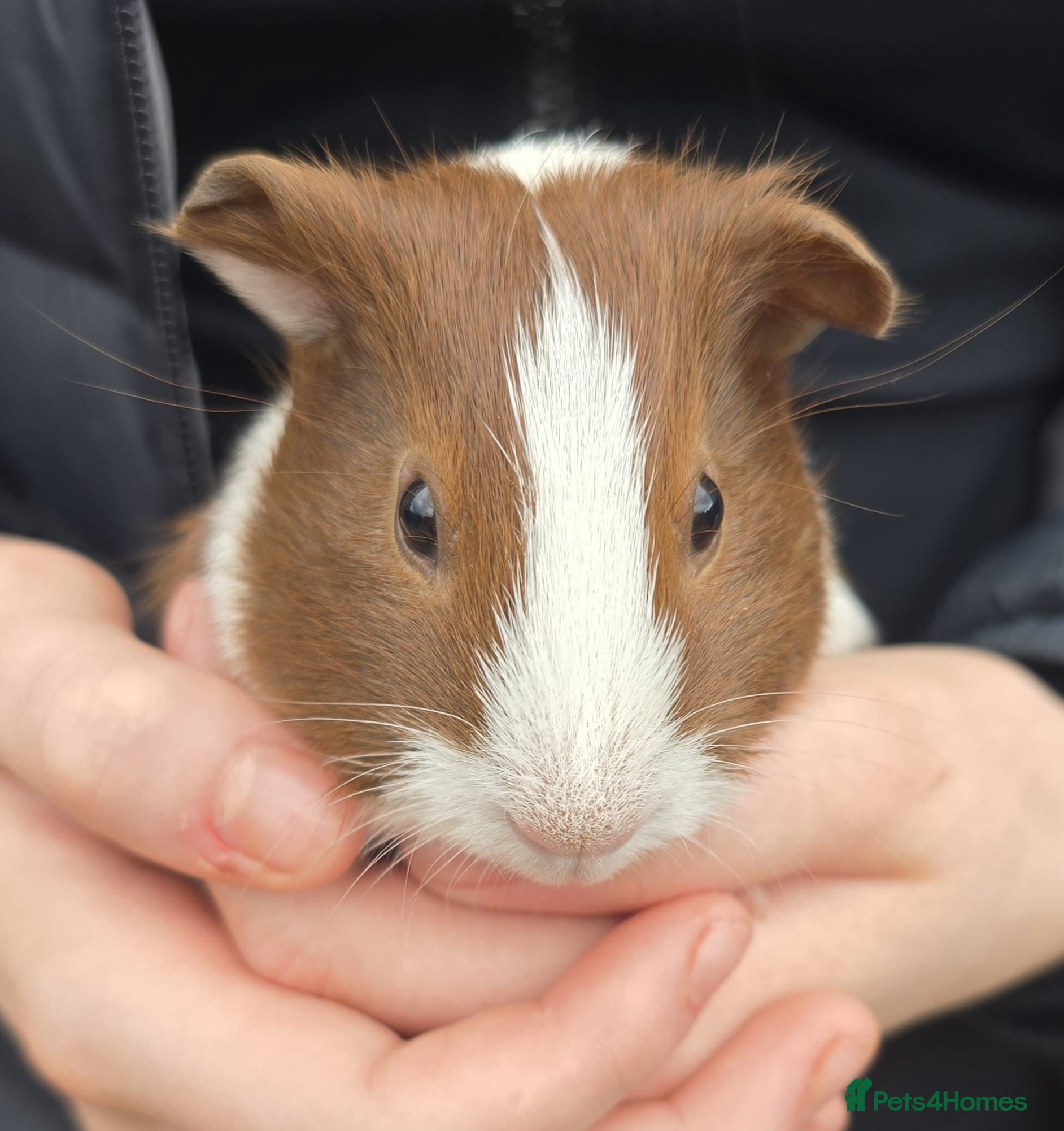 Guinea Pig rodents Male Guinea pigs  - Advert 18