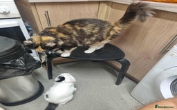 Mixed Breed cats for sale: Ragdoll mix kitten  - Advert 2