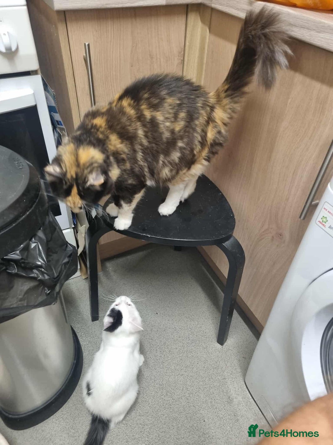 Mixed Breed cats for sale: Ragdoll mix kitten  - Advert 2