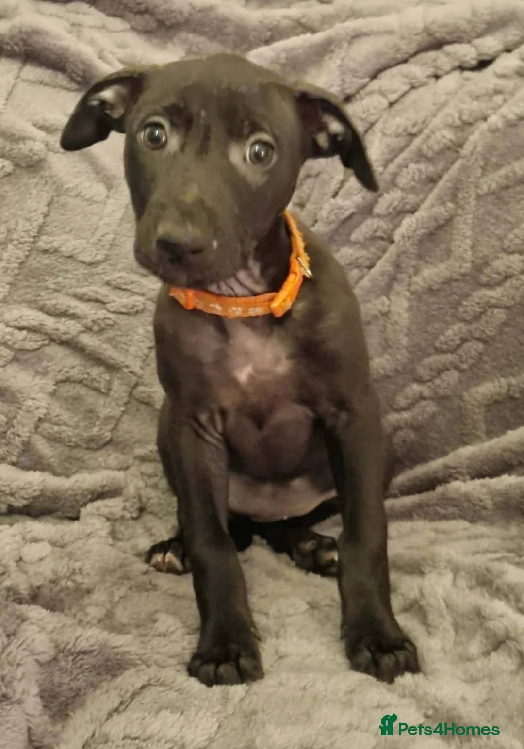 Mixed Breed dogs for sale: Bull/grey hounds  - Advert 14