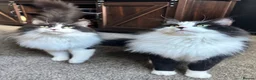 Mixed Breed cats for sale: Twin kitties looking for home - Advert 2