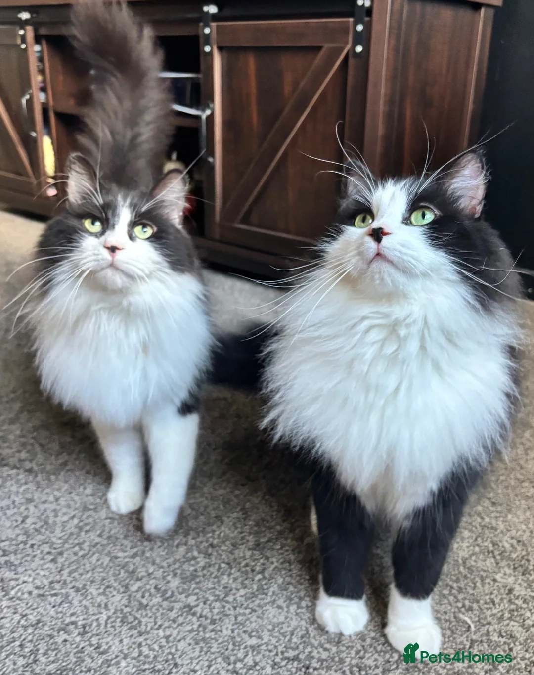 Mixed Breed cats for sale: Twin kitties looking for home - Advert 2