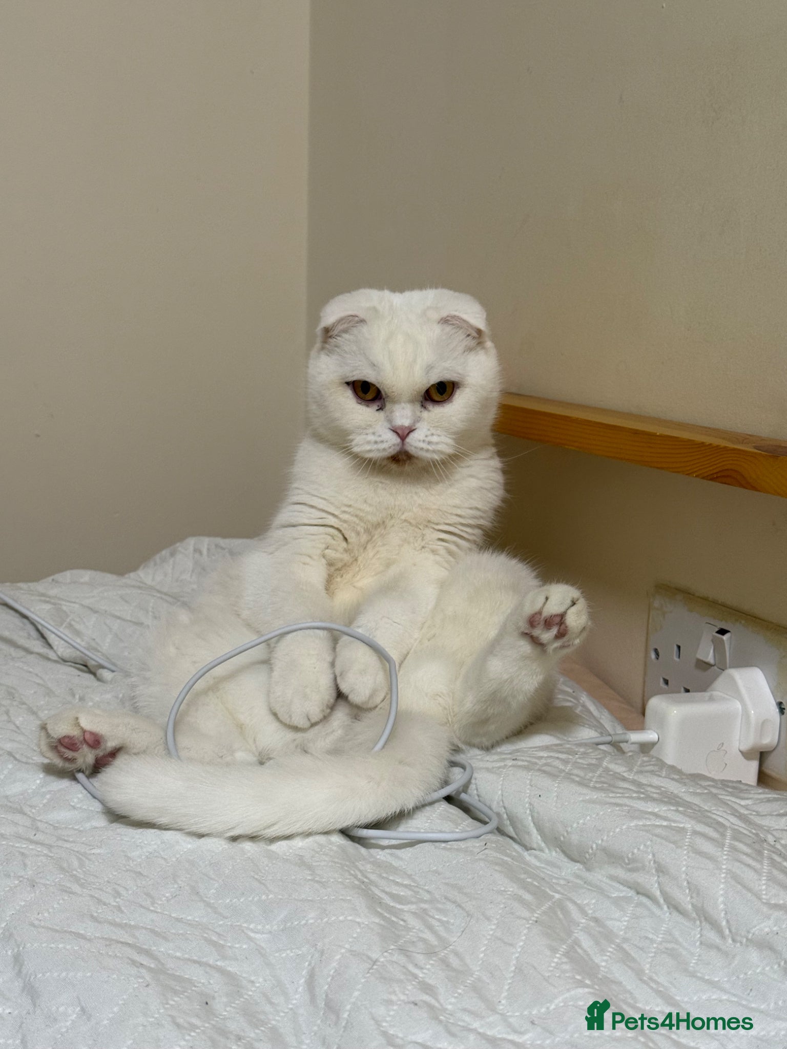 Scottish Fold cats Scottish Fold & Straight Kittens 🐾 - Advert 1