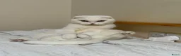 Scottish Fold cats for sale: Scottish Fold & Straight Kittens 🐾 - Advert 1