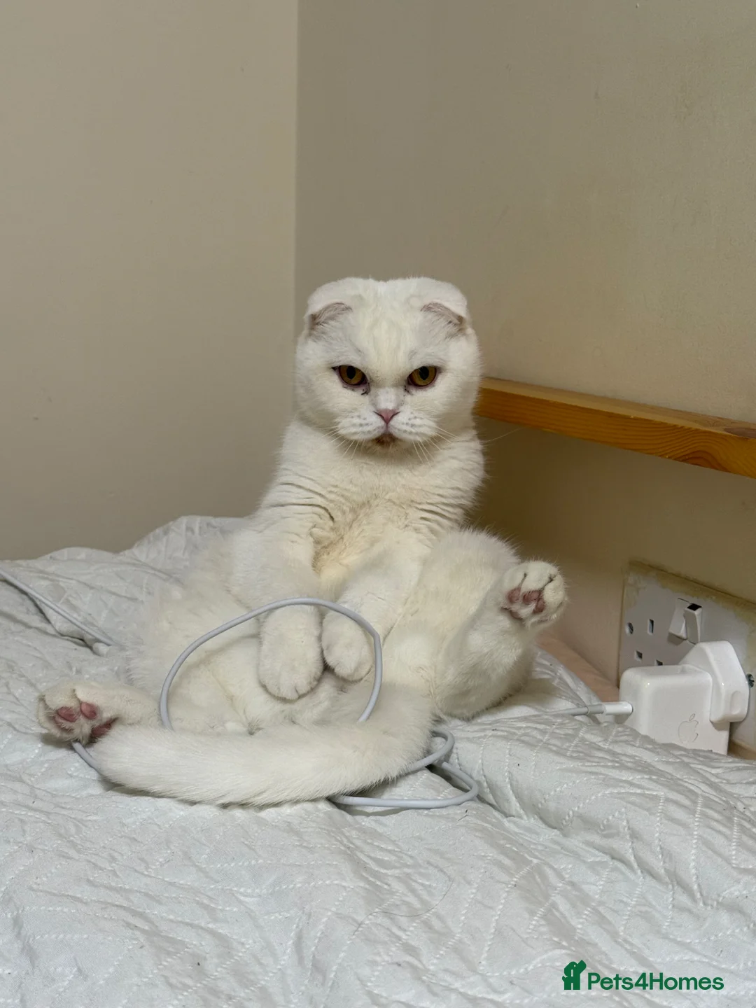 Scottish Fold cats for sale: Scottish Fold & Straight Kittens 🐾 - Advert 1