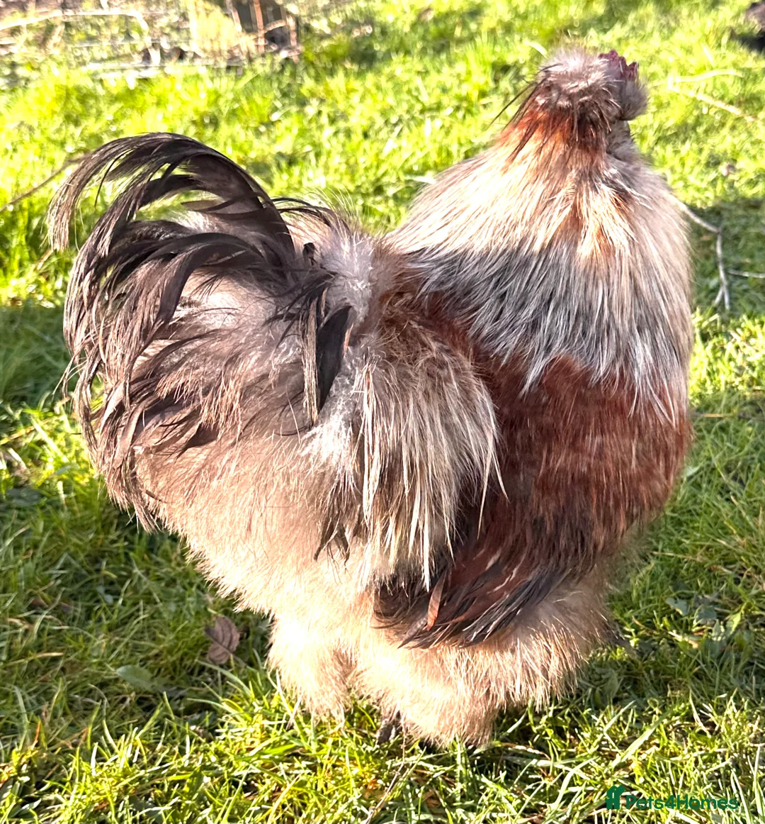 Chickens poultry for sale: Stunning Silkie Cocks and Hens in Oldham - Advert 4