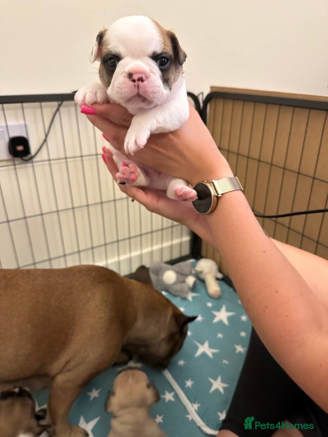French Bulldog dogs for sale: French Bulldogs - Image 8