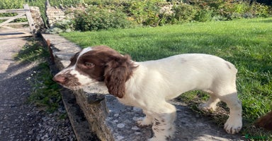 English Springer Spaniel dogs - Advert 9