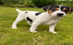 Mixed Breed dogs for sale: Parson Jack Russell x Jack Russell pups - Image 1