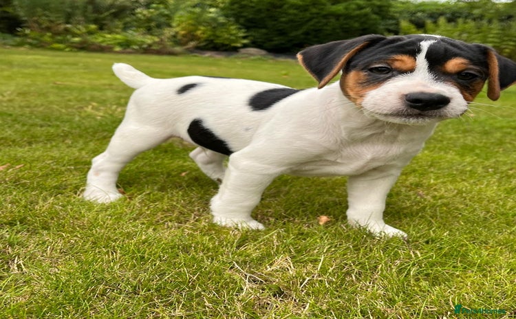 Mixed Breed dogs - Advert 14
