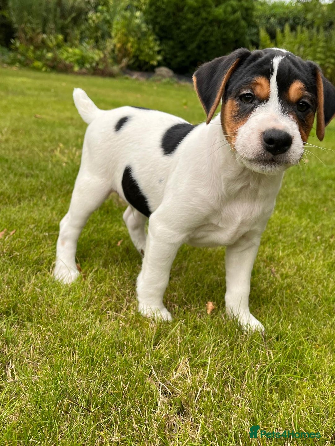 Mixed Breed dogs for sale: Parson Jack Russell x Jack Russell pups - Image 1