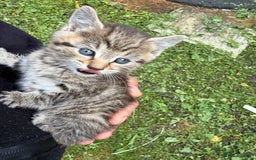 Domestic Shorthair cats for sale: 🐾 Kittens Looking for Homes 🐾 - Image 4
