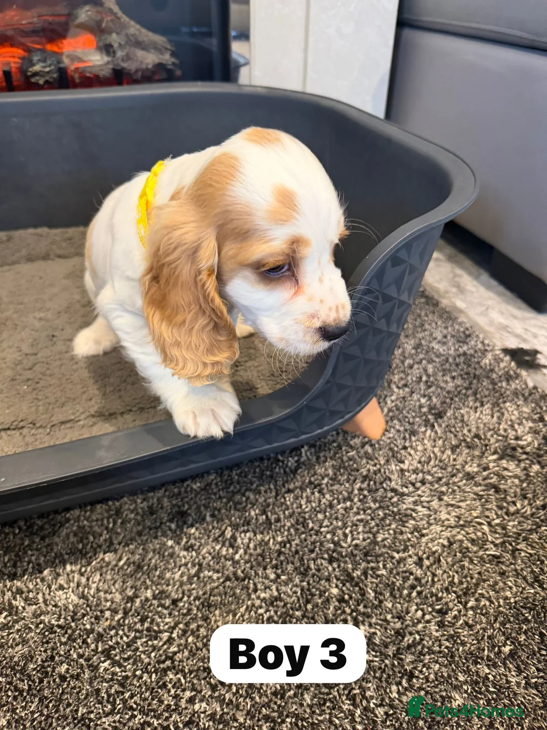 Cocker Spaniel dogs for sale: Beautiful adorable show type cocker spaniels - Advert 23