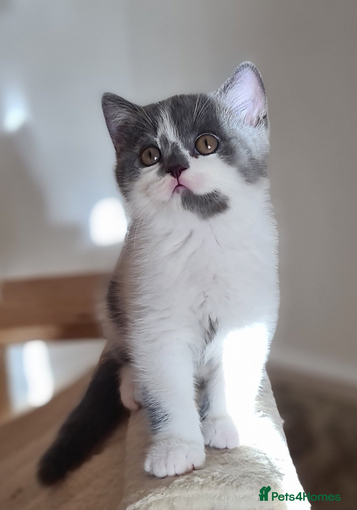 British Shorthair cats British ShortHair kittens GCCF  - Advert 13