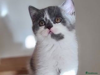 British Shorthair cats British ShortHair kittens GCCF - Advert 13