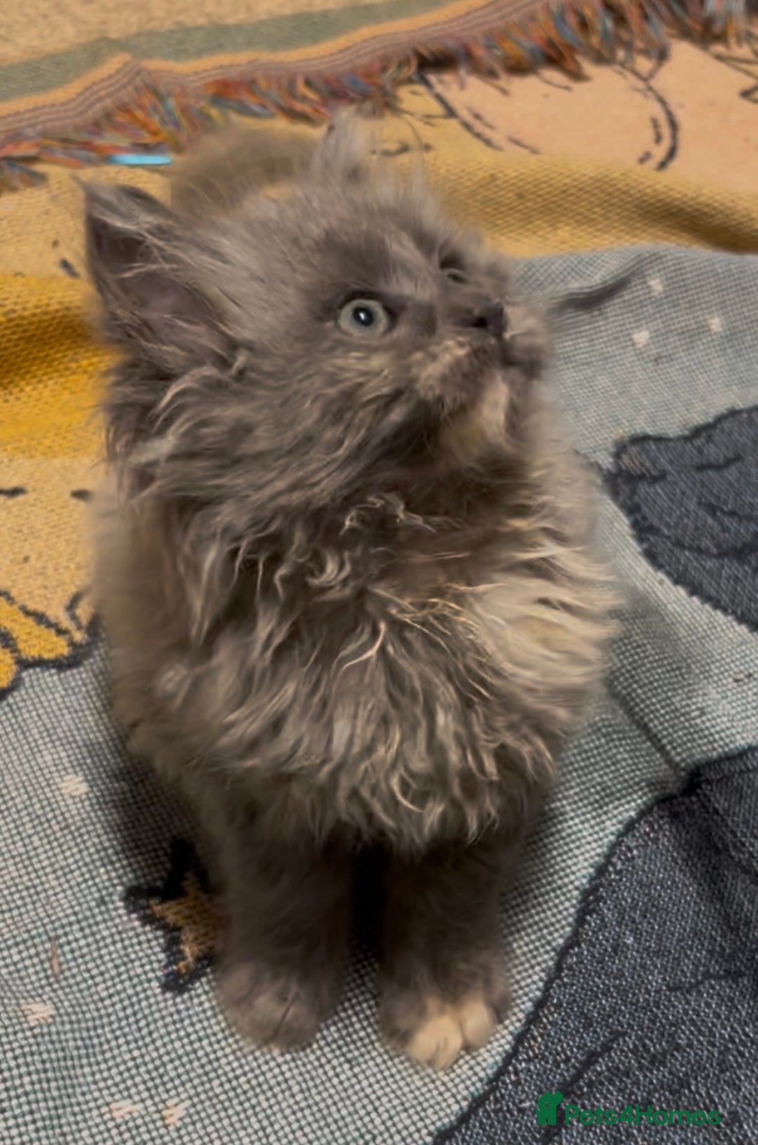 Maine Coon cats for sale: Maine Coon girl READY NOW - Advert 10