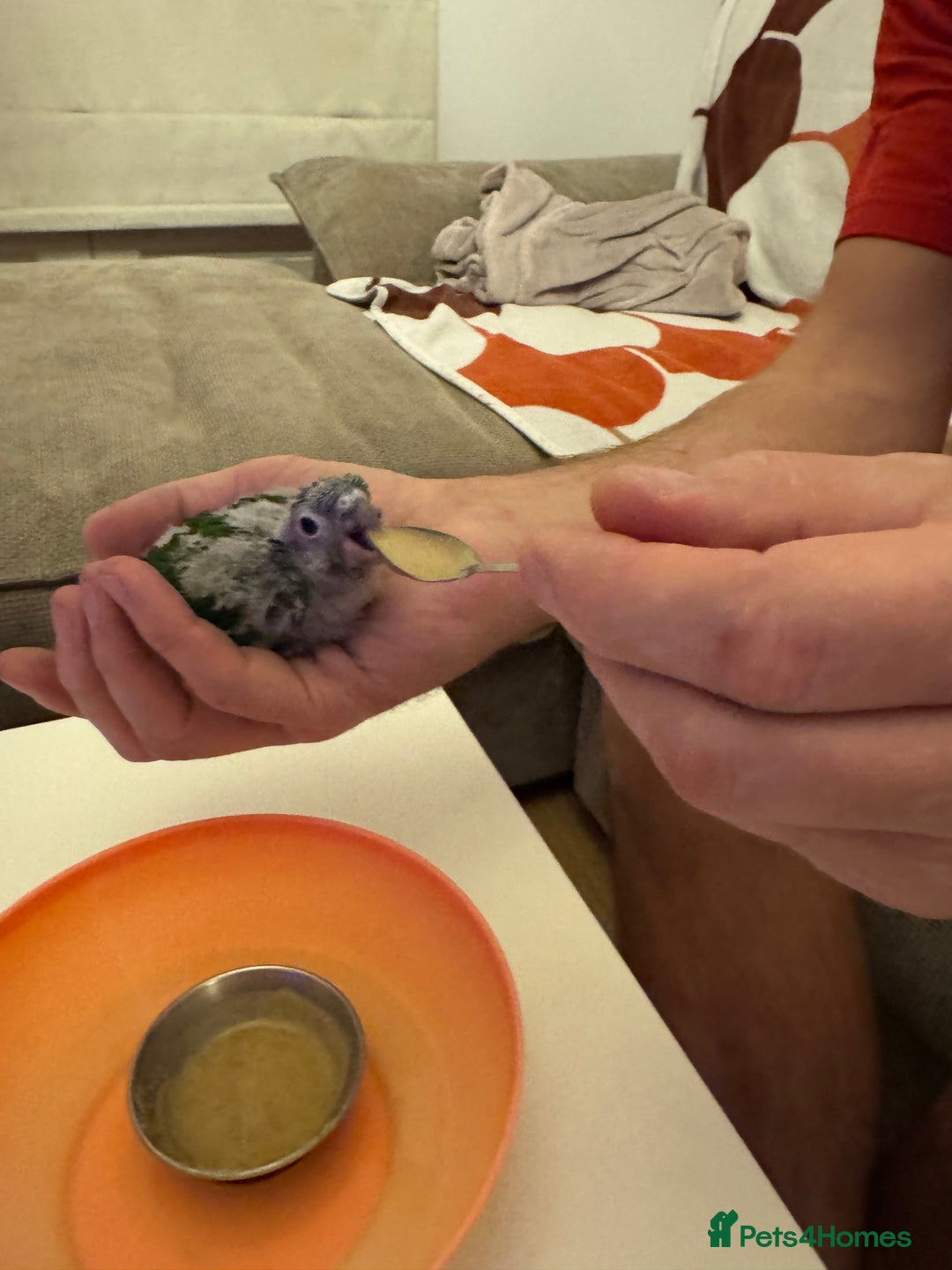 Conures birds for sale: Tamed baby conure - Advert 8