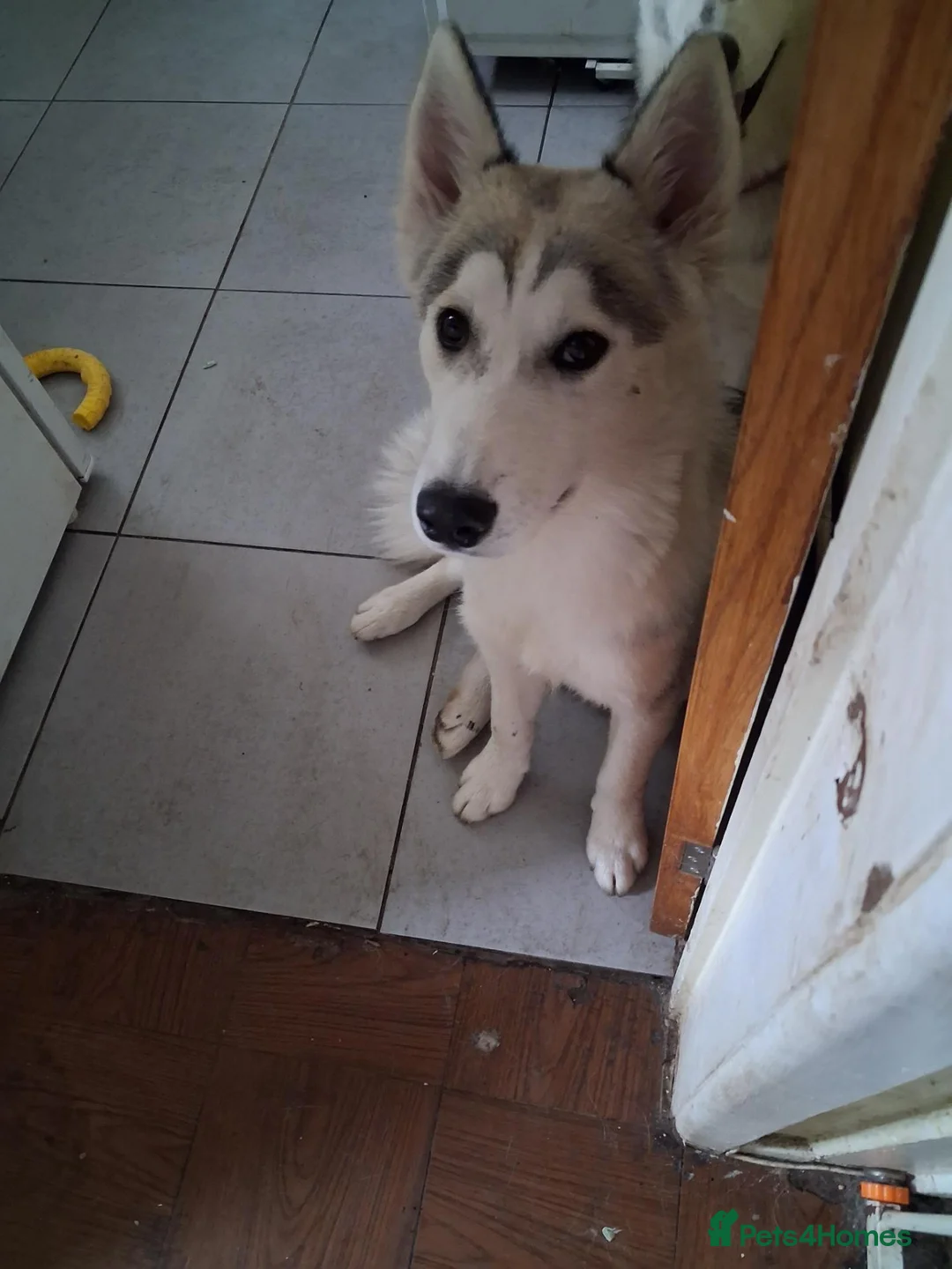 Siberian Husky dogs for sale: Baby boy husky  - Advert 5