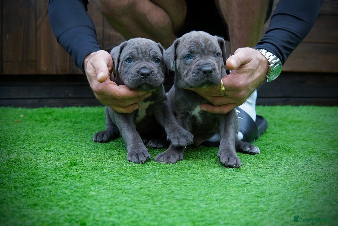 Cane Corso dogs for sale: ICCF Registered Cane Corsos  - Advert 30