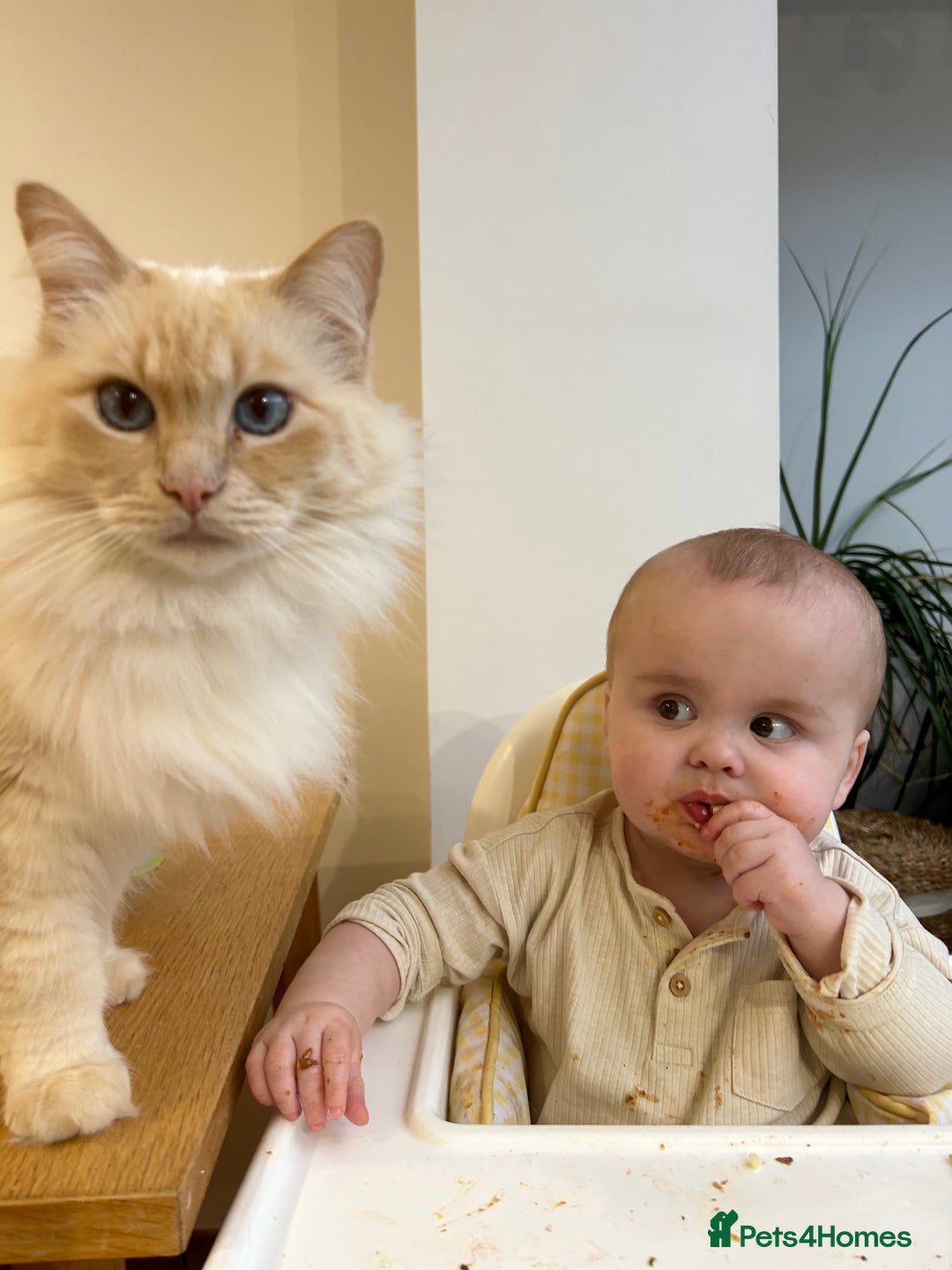 Ragdoll cats for sale: Vince the ragdoll.  - Image 7