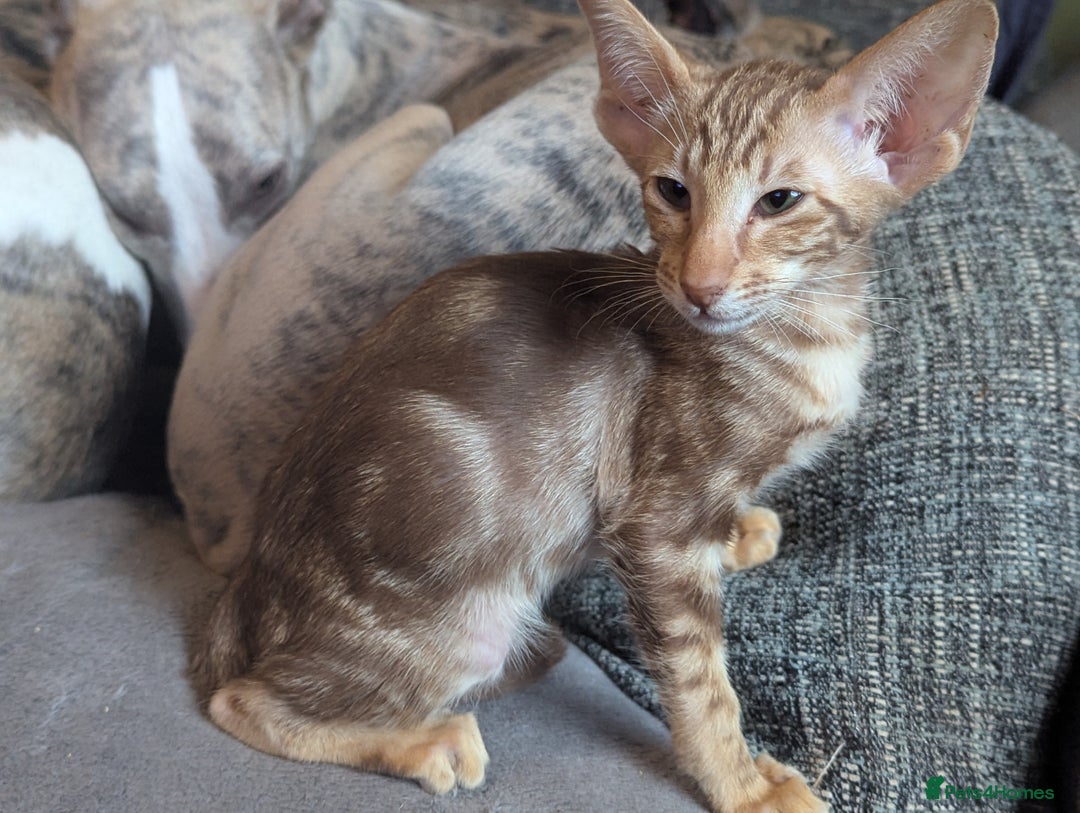 Oriental cats for sale: Stunning oriental girls seeking new slaves - Image 1