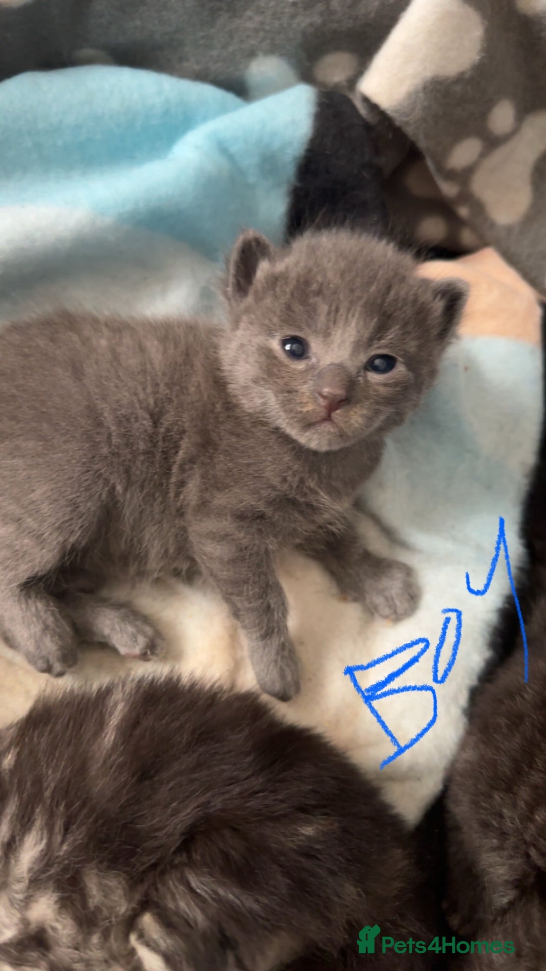 Mixed Breed cats for sale: Beautiful ragdoll x babies  in Ellesmere Port - Image 18