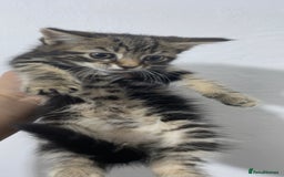 Domestic Shorthair cats for sale: Kittens - Image 4