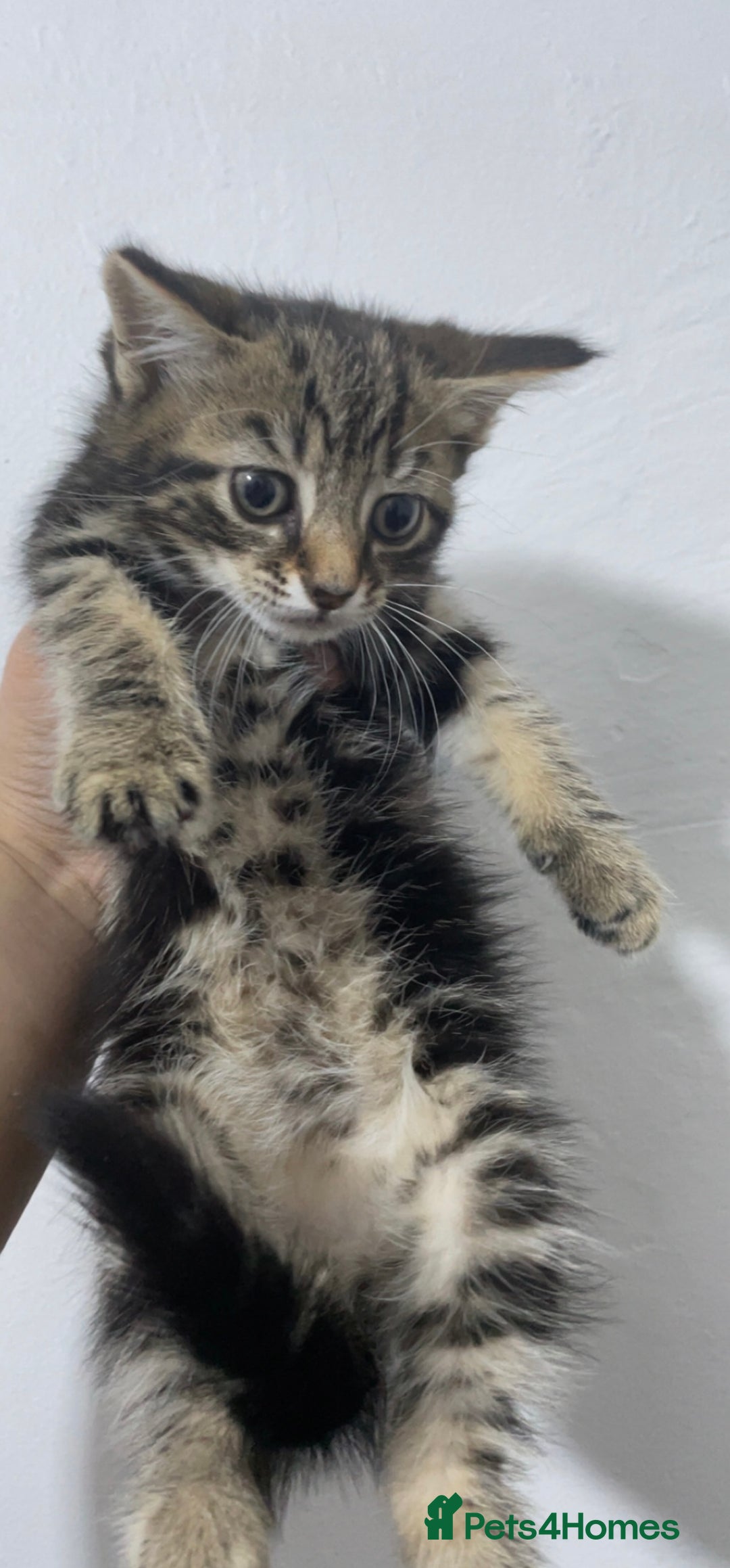 Domestic Shorthair cats for sale: Kittens - Image 4