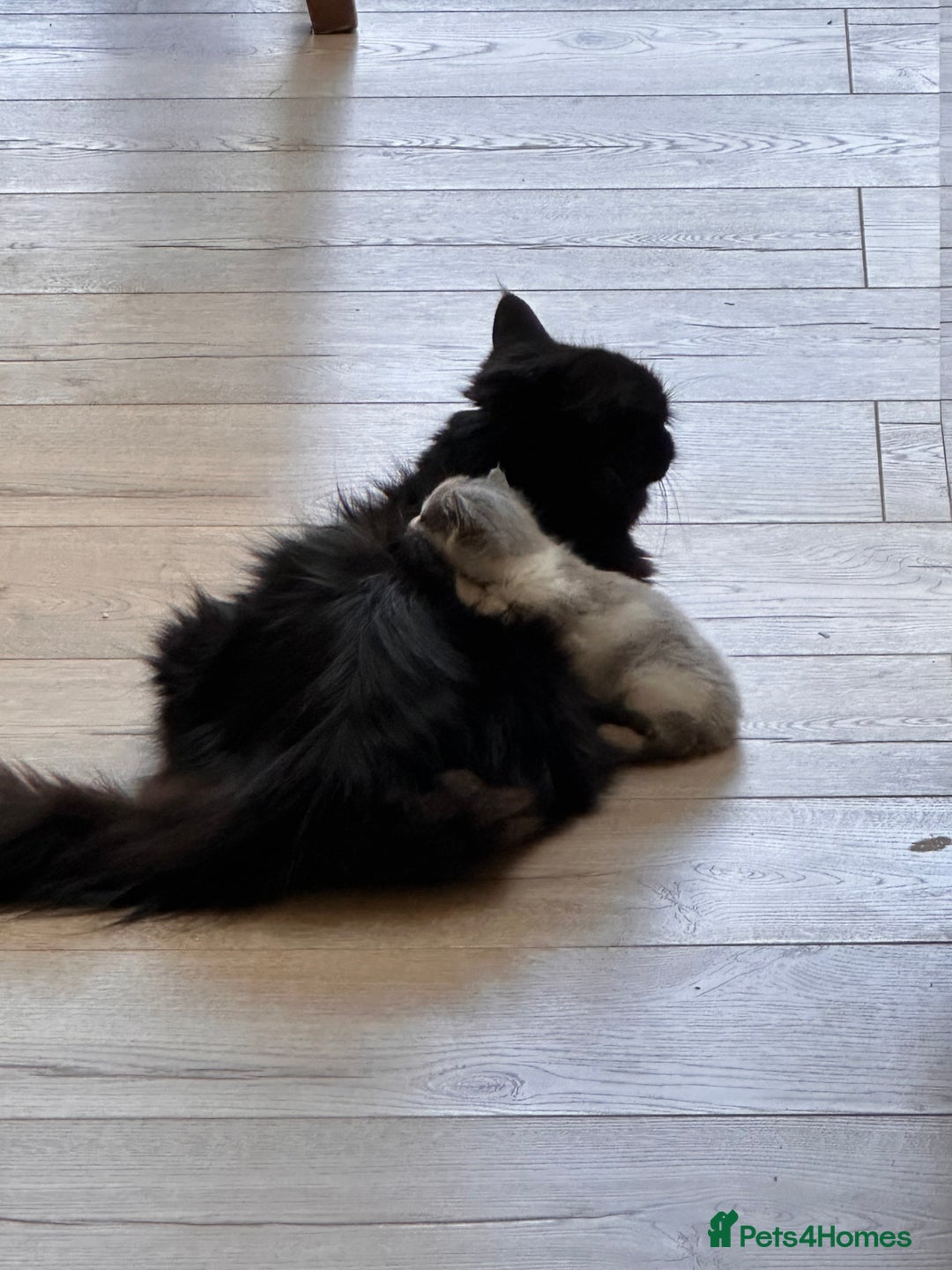 Mixed Breed cats for sale: 2 girls and 1 boy is available for re homing  - Advert 11