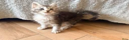 Maine Coon cats for sale: READY NOW. Tica registered mainecoon kittens - Advert 23