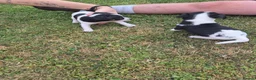 Jack Russell dogs for sale: Jack Russell puppies  - Advert 17