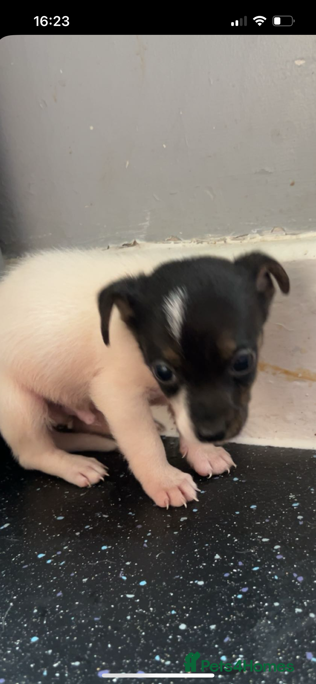 Jack Russell dogs for sale: Jack Russell  - Image 2