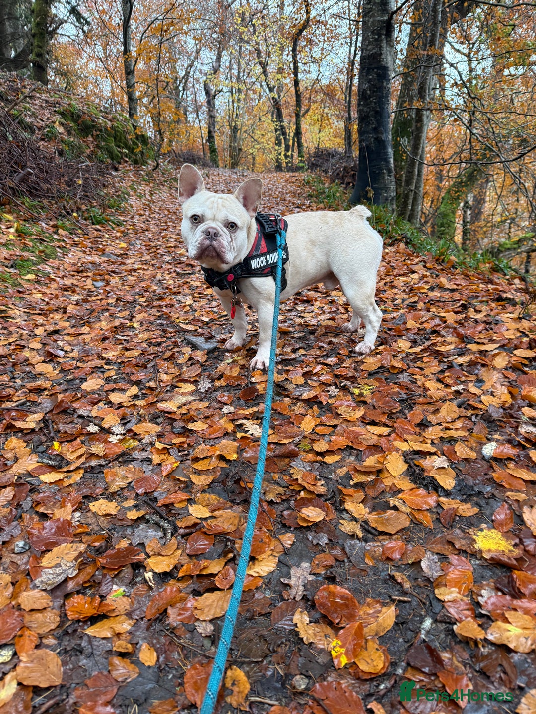 French Bulldog dogs for stud: REGGIE available for stud🔥🔥🔥 in Bradford - Advert 11