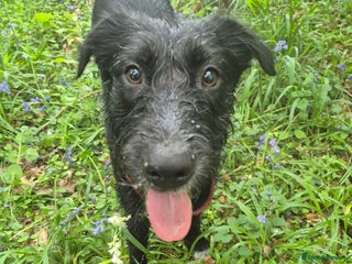 Mixed Breed dogs in Hook - Advert 2