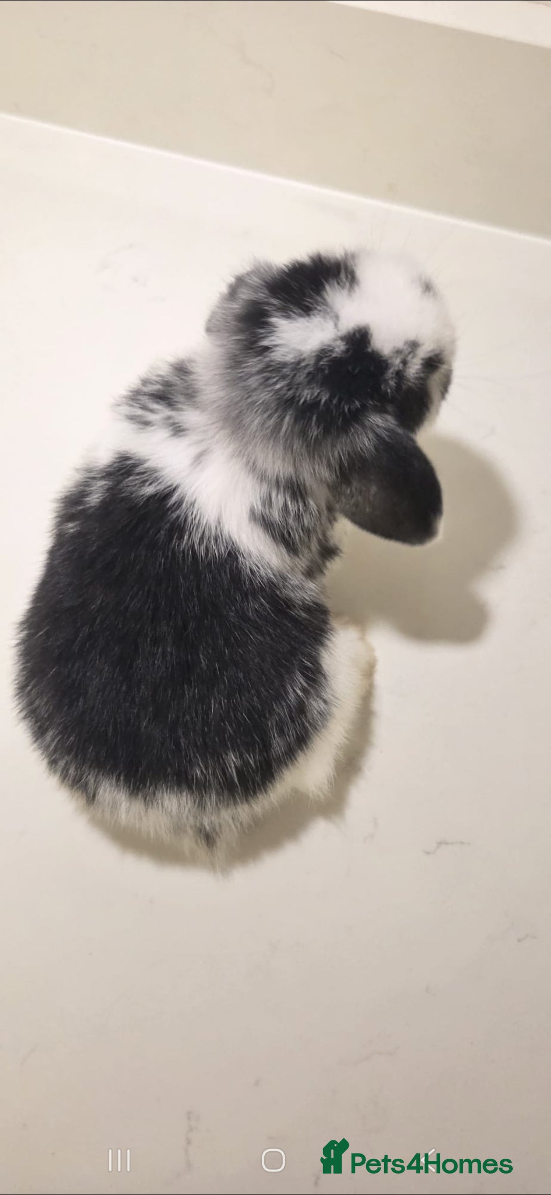 Mini Lop rabbits for sale: Gorgoeus pure Bred mini lop baby boy - Advert 3