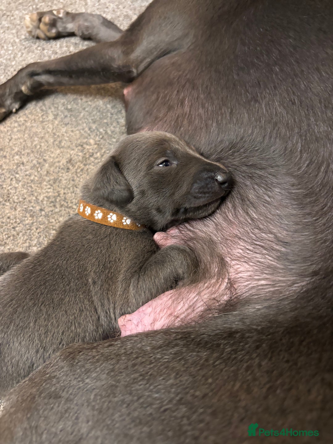 Whippet dogs for sale: 4 bedlington whippet cross whippet puppies  - Image 9